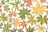 Colour autumn sheet background