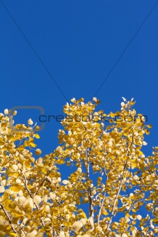 Yellow sheet poplar, blue sky