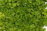 Background parsley