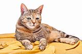 Cat on Golden Fabric