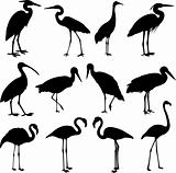 storks, cranes and flamingos