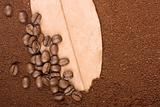 Coffee grains on leaf