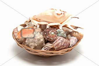 The collection of seashells