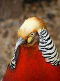 Red golden pheasant
