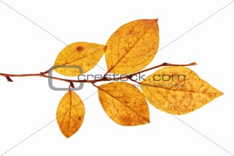 last of autumn leaves on branch