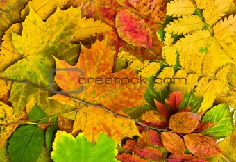 Multi colored fallen autumn leaves