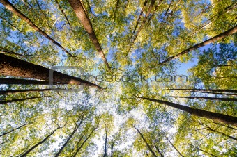 looking up in forest