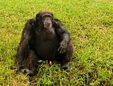 Chimp sitting on grass