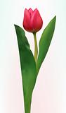 Tulip flower isolated. EPS 8