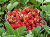 Ripe strawberries in basket on a background of green leaves 