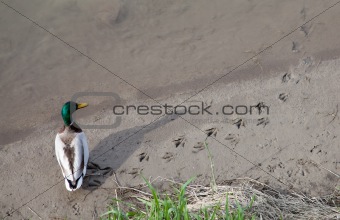 duck leaving trail