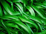 Curved leaves background