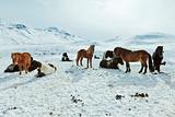 Icelandic Horses in their winter coat
