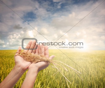 hand holding harvested paddy