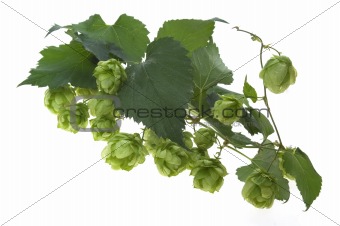 Detail of hop cone and leaves on white background 