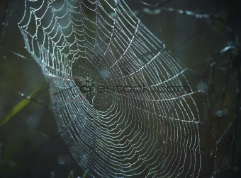dewy cobweb