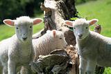 Exmoor lamb