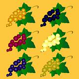 The vector illustration of a currant of different colors 