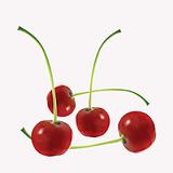 Four appetizing mature cherries 