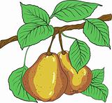 Two mature yellow pears with leaves on a branch. A vector