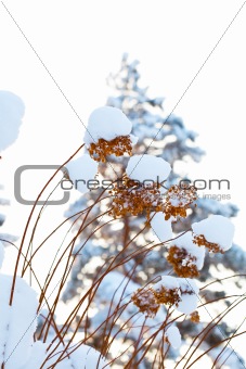 Winter snow covered flowers