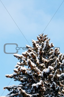 Winter snow covered fir trees