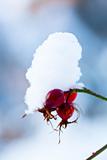 Winter snow covered rose bush