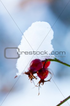 Winter snow covered rose bush