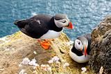 Puffins on the rock - Latrabjarg, Iceland