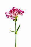 Red carnation isolated on the  white background
