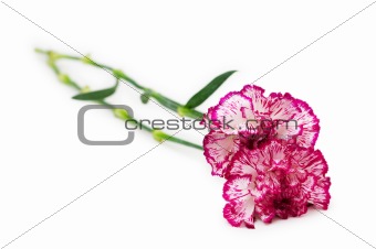 Red carnation isolated on the  white background
