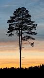 Pine tree in sunset