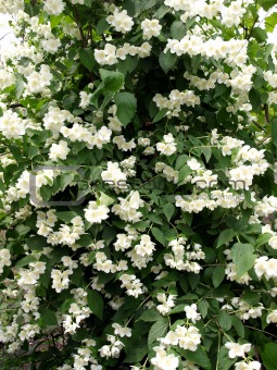 Big bush  jasmine. 
