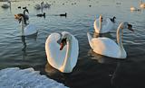 Flight of swans