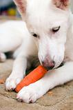 The white dog gnaws carrots