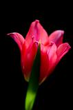 Scarlet tulip