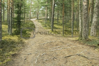 Wood road