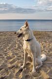 White dog at the sea
