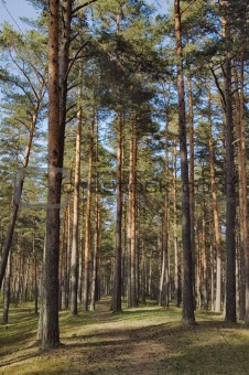 Pine wood