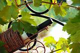 Wine bottle between vine leaves