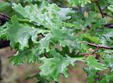 Leaves of an oak with drops of a rain