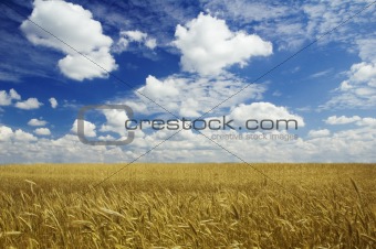 golden corn and blue sky