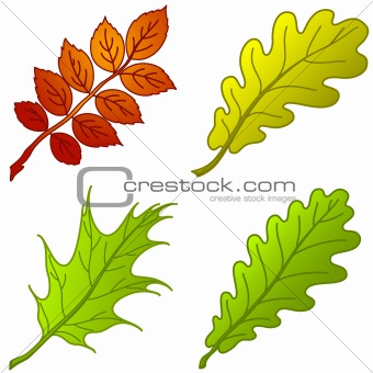 Leaves of plants, set