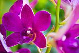 Yen orchid color.
