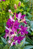 Yen orchid color.
