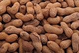 Peanut or groundnut in it's shell.