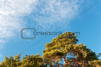Green pines and blue sky. Winter