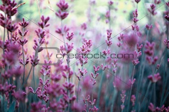 lavender plant field