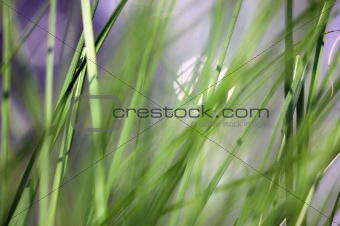 Fresh green grass - shallow DoF