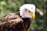 American Bald eagle